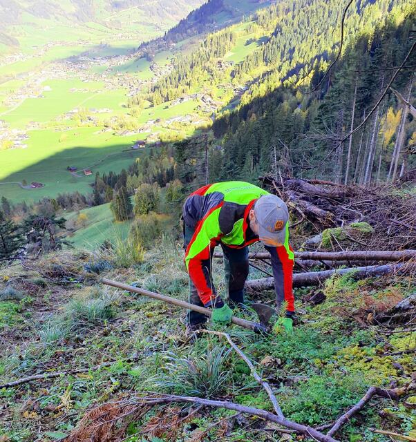 Im Bereich Hollenzberg in der Nähe der Marktgemeinde Mayrhofen wird fleißig aufgeforstet. | Foto: ÖBf/M.Lex