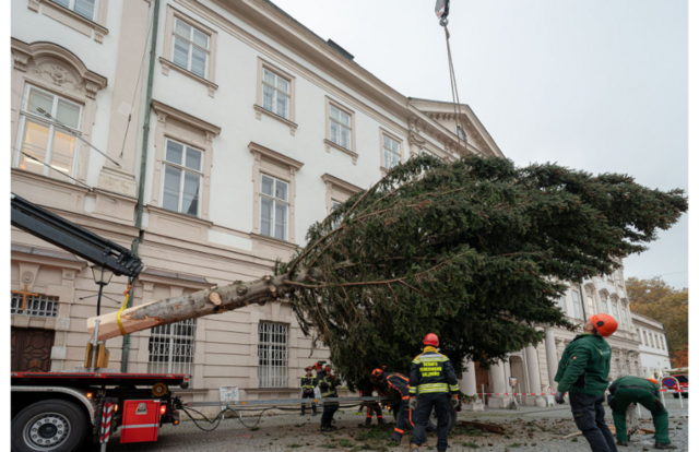 Die Salzburger Berufsfeuerwehr gemeinsam mit KollegInnen der Stadtgärten beim Aufstellen des Christbaums. | Foto: Stadt Salzburg