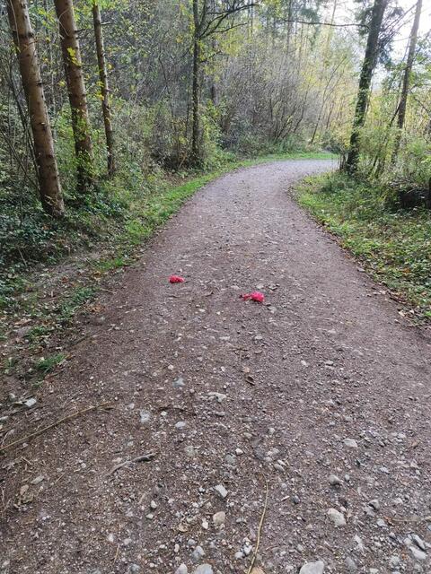 Hundekot mitten auf einem Wanderweg in Mils, trotz bereitgestellter Gassisackerln und Mülleimer. | Foto: Gemeinde Mils