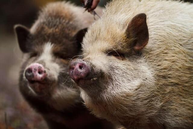 Die beiden Mini-Schweine fühlen sich am Assisi-Hof zwar sauwohl, würden sich aber dennoch über Paten freuen. | Foto: ÖTV