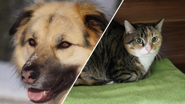 Elli und Resi suchen ihr Für-Immer-Zuhause | Foto: Tierschutzverein Tirol