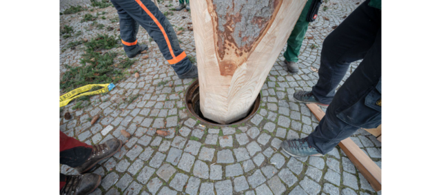 Maßarbeit, damit der Christbaum auch schön gerade steht. | Foto: Stadt:Salzburg