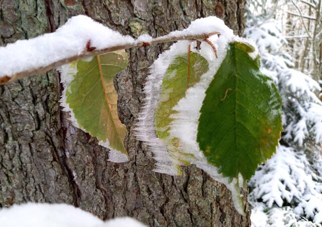 Foto: H. Bachinger