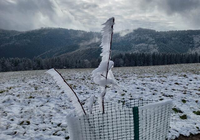 Foto: H. Bachinger