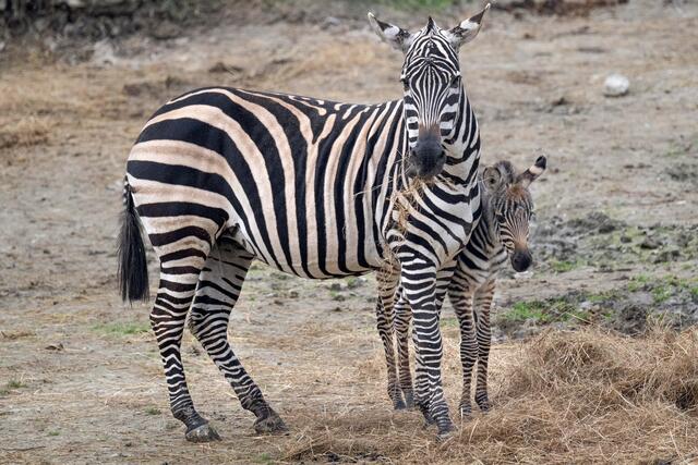 Im Zoo Schmiding hat ein Zebrafohlen das Licht der Welt erblickt. Das Tier ist wohlauf und erkundet mit seiner Mutter bereits die Außenanlage. | Foto: ZooSchmiding / Peter Sterns