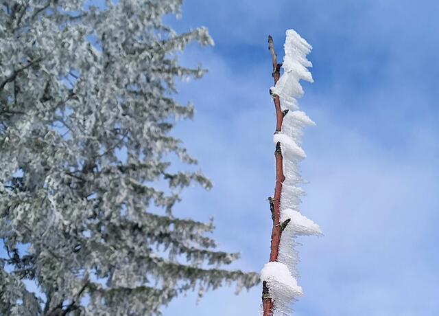Foto: H. Bachinger