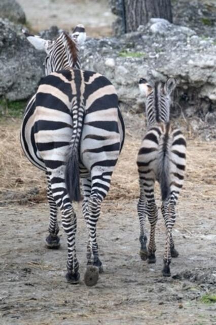 Im Zoo Schmiding hat ein Zebrafohlen das Licht der Welt erblickt. Das Tier ist wohlauf und erkundet mit seiner Mutter bereits die Außenanlage. | Foto: ZooSchmiding / Peter Sterns