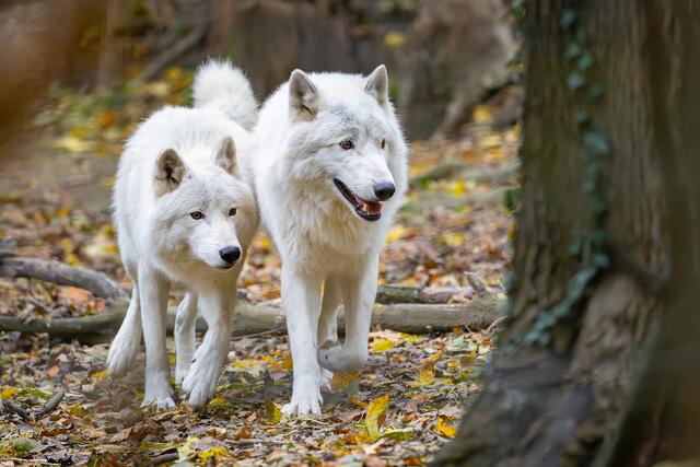 Ebenso sehenswert ist ein Besuch beim Wolfsgehege, wo die schneeweißen Arktischen Wölfe ihr Revier erkunden oder mit den herabfallenden Blättern spielen. | Foto: Daniel Zupanc