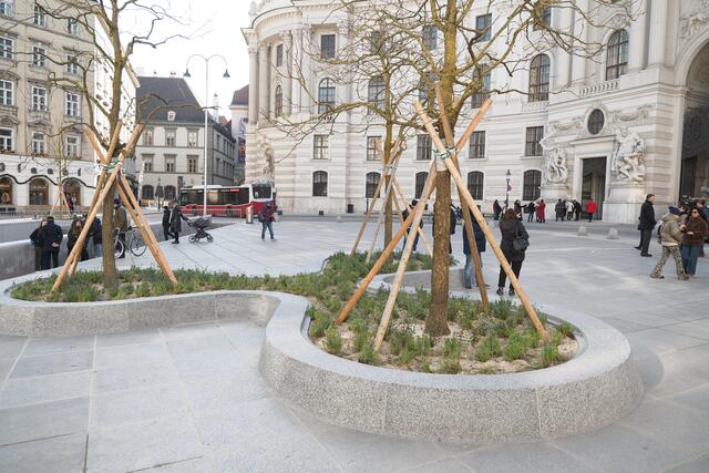 Neun Bäume finden sich nun auf dem Michaelerplatz. | Foto: Maximilian Spitzauer/MeinBezirk
