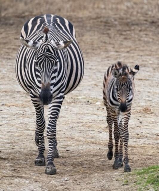 Im Zoo Schmiding hat ein Zebrafohlen das Licht der Welt erblickt. Das Tier ist wohlauf und erkundet mit seiner Mutter bereits die Außenanlage. | Foto: ZooSchmiding / Peter Sterns