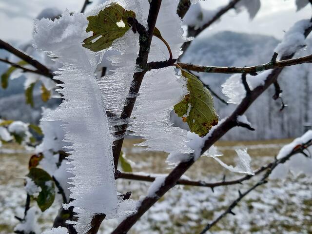 Foto: H. Bachinger