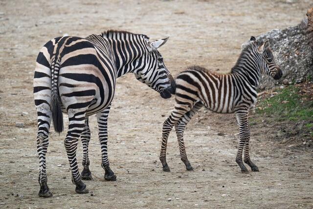 Im Zoo Schmiding hat ein Zebrafohlen das Licht der Welt erblickt. Das Tier ist wohlauf und erkundet mit seiner Mutter bereits die Außenanlage. | Foto: ZooSchmiding / Peter Sterns