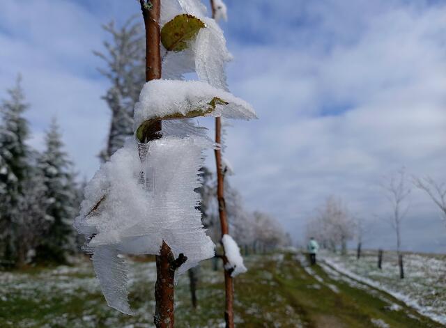 Foto: H. Bachinger