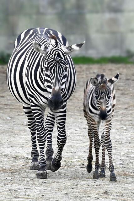 Im Zoo Schmiding hat ein Zebrafohlen das Licht der Welt erblickt. Das Tier ist wohlauf und erkundet mit seiner Mutter bereits die Außenanlage. | Foto: ZooSchmiding / Peter Sterns