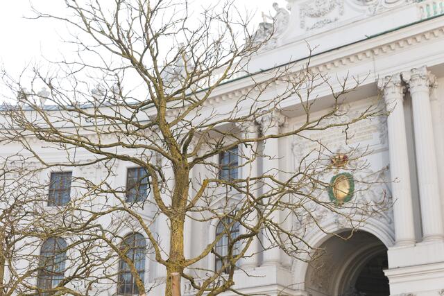 Im Vorfeld des Projekts wurde die Kritik geübt, die Bäume verstecken die historischen Fassade. | Foto: Maximilian Spitzauer/MeinBezirk