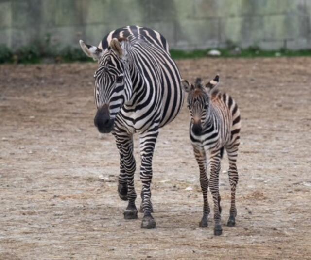 Im Zoo Schmiding hat ein Zebrafohlen das Licht der Welt erblickt. Das Tier ist wohlauf und erkundet mit seiner Mutter bereits die Außenanlage. | Foto: ZooSchmiding / Peter Sterns