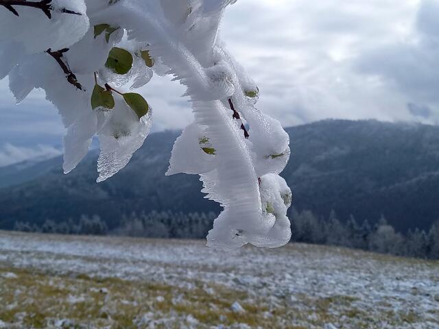 Foto: H. Bachinger