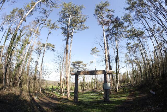 Ziemlich wenig Bäume für einen Wald: der Seelenwald nach dem Entfernen der beschädigten Bäume. | Foto: Santrucek