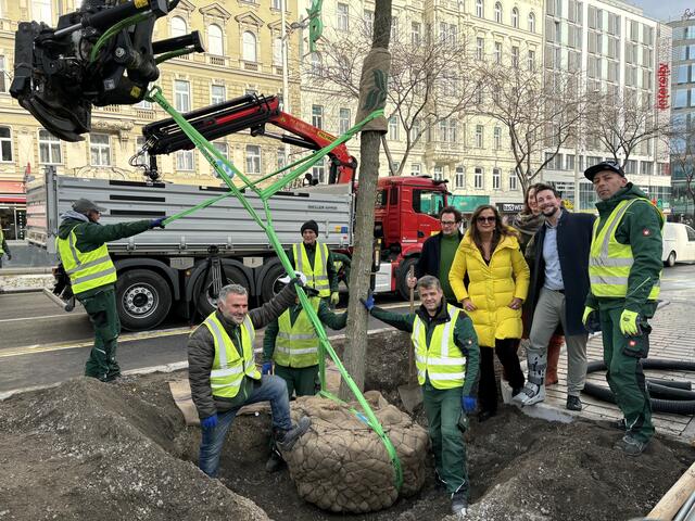 Am Freitag, 15. November, wurde der letzte Baum für den neuen Christian-Broda-Platz gesetzt. Insgesamt findet man hier 35 an der Zahl, sechs davon sind XL-Bäume.  | Foto: Salme Taha Ali Mohamed/MeinBezirk.at