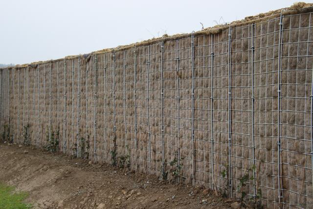 An den Lärmschutzwänden werden sich auf mehreren Kilometern Länge Kletterpflanzen emporranken, um die Wände zu begrünen. | Foto: Martin Wurglits