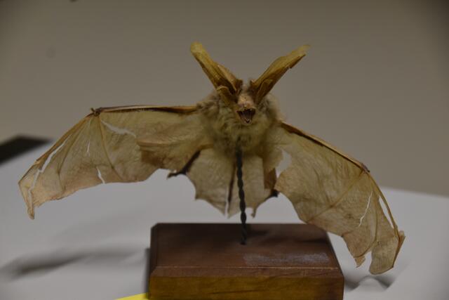"Hallo, ich bin eine Fledermaus" | Foto: Michael Strini
