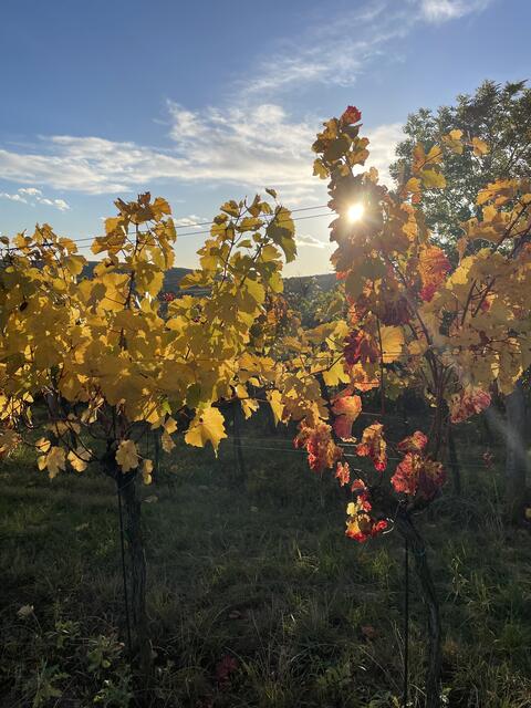 Weingarten in herbstlicher Sonne | Foto: Alexandra Goll