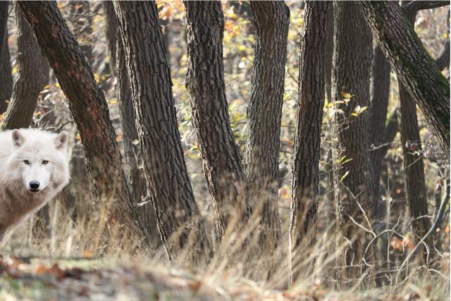 Dem Wolf ist der Wienerwald nicht mehr fremd. | Foto: Fotocollage Seebacher/Pixabay