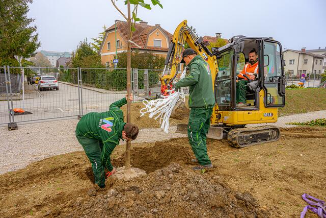 In Wels werden Bäume gepflanzt, die besser mit dem Klimawandel umgehen können. Sowohl bei der Pflanzung als auch beim Erhalt des Bodens geht die Stadt neue Wege. | Foto: Stadt Wels