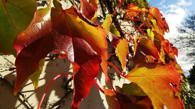Wilder Wein mit prachtvoller Herbstfärbung in der Vöslauerstraße ... | Foto: © Silvia Plischek