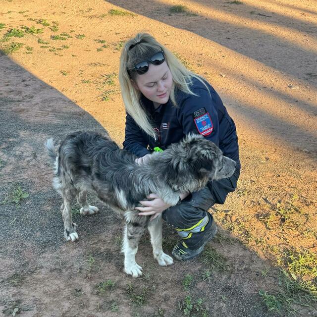 Die Tierhilfe Gusental reiste mit zwei Teammitgliedern von Oberösterreich aus ins verwüstete Valencia in Spanien, um den notleidenden Tieren vor Ort zu helfen.  | Foto: THG