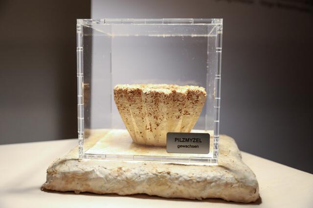 Pilzmyzel | Foto: © FH Salzburg/Franz Neumayer