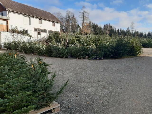 Bei Familie Richtsfeld in St. Peter, gibt es eine große Auswahl an Bäumen.  | Foto: RIchtsfeld