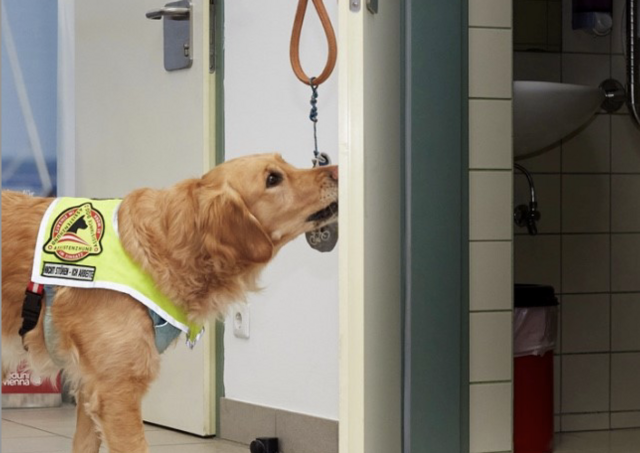 Assistenzhündin May unterstützte ihre Halterin während eines Krankenhausaufenthalts auf der Stolzalpe. | Foto: Claudia Stix