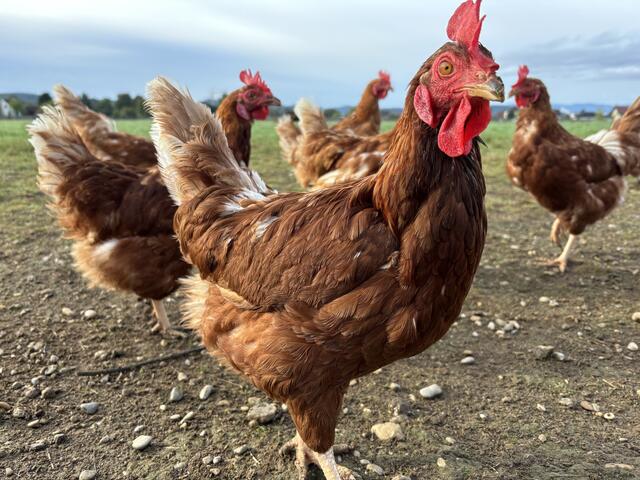 Maßnahmen wurden in ganz Österreich verschärft. | Foto: Plavec-Liska