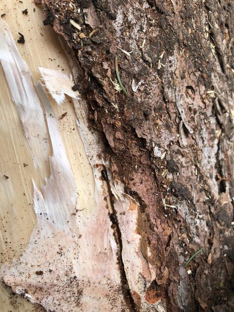 Der Käferbefall ist für die heimischen Wälder sehr problematisch. | Foto: Josef Walch