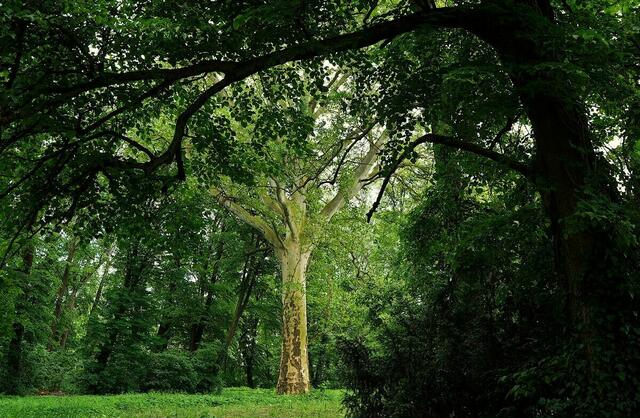 Diese markante Eiche war jedem Schlosspark-Spaziergänger ein Begriff – mittlerweile musste sie dem Zahn der Zeit weichen. | Foto: Reischl