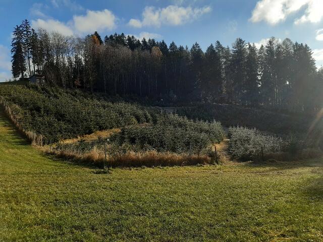 Vom Wald weg ins Wohnzimmer. Bei der Teufelsberger Christbaumkultur wird Qualität groß geschrieben.  | Foto: Richtsfeld