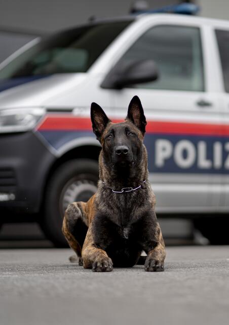 Einen Tag lang trainierten die deutschen, holländischen und belgischen Schäferhunde in Micheldorf für den Ernstfall. | Foto: Foto: Gottlieb Zimmermann 