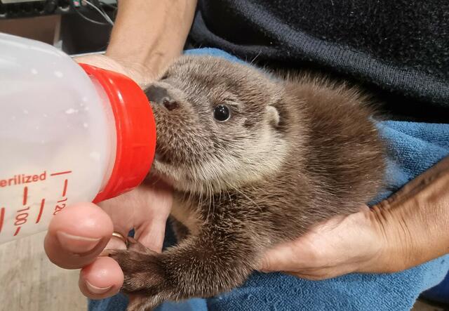 Otterbaby Lilly war das jüngste der vier verwaisten. | Foto: Vier Pfoten