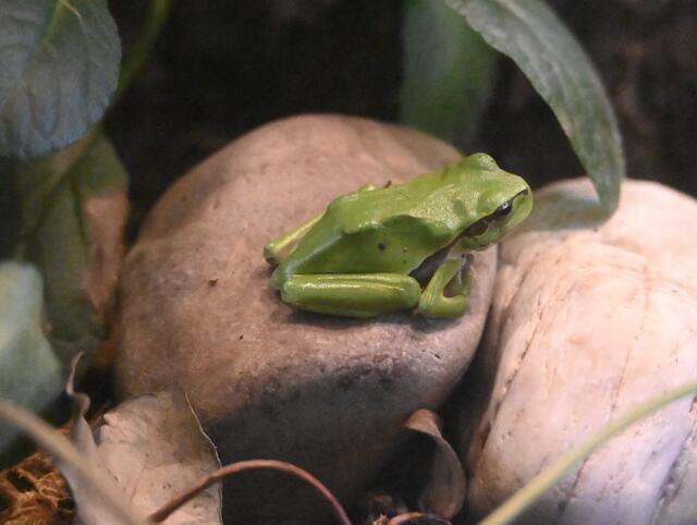 Laubfrosch