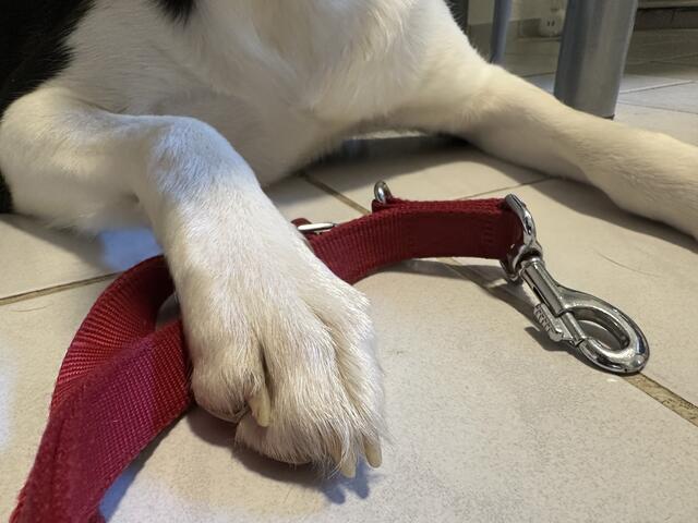 Dank der Gemeinde Schleißheim kann das Frauchen von Labrador Sammy aufatmen: Weil sie verletzungsbedingt nicht Gassi gehen konnte, wurde Hilfe gefunden. | Foto: MeinBezirk (Symbolbild)