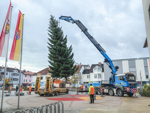 Die neun Meter hohe Tanne im Marchtrenker Stadtzentrum wurde heuer aus dem Stadtteil Kappern gespendet.