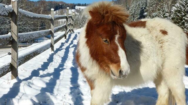 Auch Touren mit den Mini Shettys sind vor allem bei Kindern sehr beliebt. | Foto: Lama-Touren
