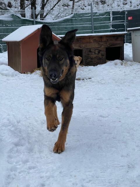 Auch im Winter wird auf viel Bewegung im Freien geachtet.  | Foto: Stibis Hundeparadies