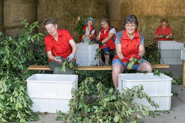 Die Freiwilligen helfen auch dabei, kleine Zweige abzuschneiden und in Säcke zu füllen.
 | Foto: Daniel Zupanc