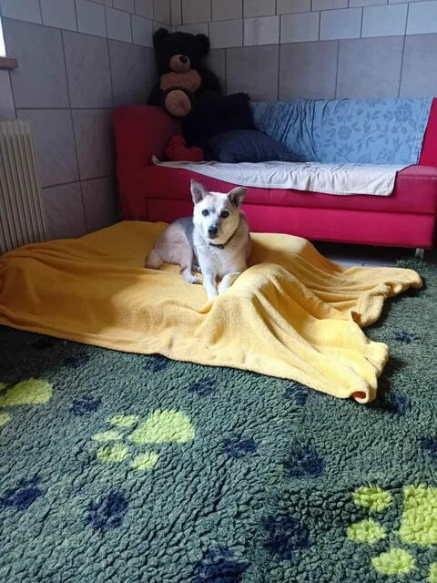 Täglich werden alle Zimmer gesäubert, Decken und Teppiche gewaschen und die Hunde versorgt.  | Foto: Stibis Hundeparadies