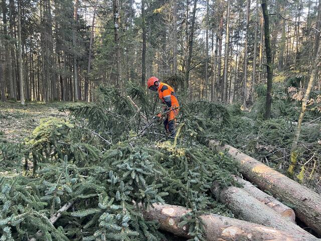 2023 lag der Anteil an Fichten in den burgenländischen Wäldern bei 57 Prozent. Das bedeutet einen Rückgang von elf Prozent in den letzten zehn Jahren. Ein Umstand, der unzweifelhaft dem Klimawandel geschuldet ist.  | Foto: Elisabeth Kloiber