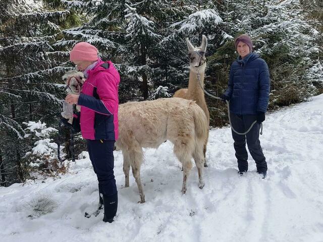 Jetzt stehen die Winter-Lamatouren durch schneebedeckte Landschaften an. | Foto: Lama-Touren