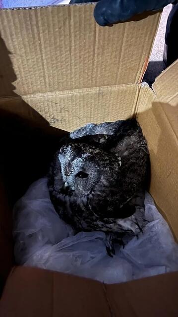 Die Eule saß fest und musste von der FF Redlham befreit werden.  | Foto: FF Redlham