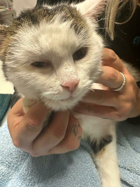 Die Pfotenhilfe geht davon aus, dass der Kater misshandelt wurde. | Foto: Pfotenhilfe